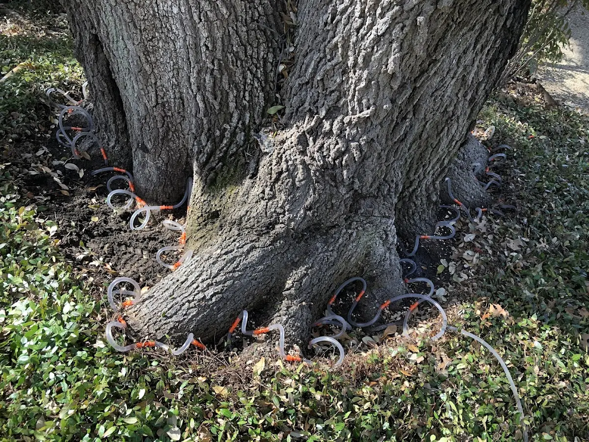 Detailed Tree Cabling and Bracing job site in Tazewell