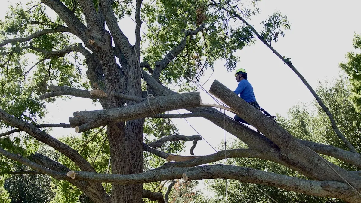 Professional Crown Thinning performed by certified arborists in Tazewell